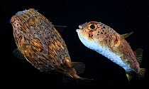 Long-spine porcupinefish (Diodon holocanthus) male pursuing a female fish, Lembeh Strait, North Sulawesi, Indonesia
