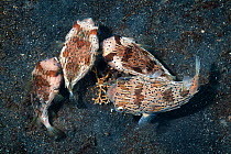 Porcupine pufferfish (Diodon holocanthus) three males pursuing a female, Lembeh Strait, North Sulawesi, Indonesia
