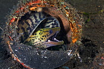 Fimbriated moray eel (Gymnothorax fimbriatus) curled up in discarded paint can in the muck of Lembeh Strait, North Sulawesi, Indonesia.