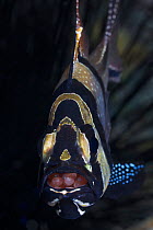 Banggai cardinalfish (Pterapogon kauderni) with clutch of eggs in its mouth, eyes of the developing embryos visible. These fish are listed as endangered on the IUCN Red List. Lembeh Strait, North Sula...