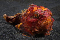 Bright red and orange pitted stonefish (Erosa erosa) in Lembeh Strait, North Sulawesi, Indonesia