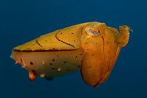 Broadclub cuttlefish (Sepia latimanus) Lembeh Strait, North Sulawesi, Indonesia