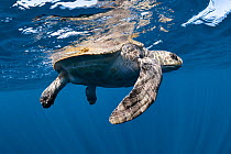 Female olive ridley turtle (Lepidochelys olivacea) recovering at the surface after being cut free from entanglement in a very large ghost fishing net in the Indian Ocean. After we cut the lines and re...