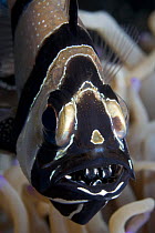 Banggai cardinalfish (Pterapogon kauderni) with hatchlings in mout, one of only two known fish species whose babies return to the parents at night, Lembeh Strait, North Sulawesi, Indonesia.