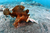 Painted frogfish (Antennarius pictus) eating another fish, Lembeh Strait, North Sulawesi, Indonesia
