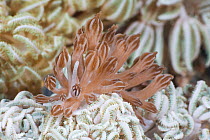 Nudibranch (Phyllodesmium jakobsenae) feeding on (Xenia) soft coral in Lembeh Strait, North Sulawesi, Indonesia