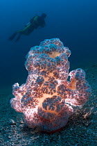Diver with an illuminated plush pink soft coral growing in the muck of Lembeh Strait, North Sulawesi, Indonesia