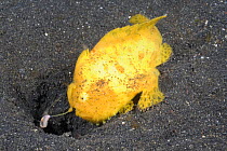 Striped frogfish (Antennarius striatus) uses its lure (esca) to try to catch food, Lembeh Strait, North Sulawesi, Indonesia