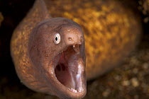 White-eyed moray eel (Muraena thrysoidea) with its mouth wide open, Manado, North Sulawesi, Indonesia