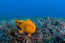 Painted frogfish (Antennarius pictus) in muck environment in Lembeh Strait, North Sulawesi, Indonesia.