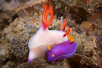 Nudibranchs (Hypselodoris bullocki) mating, Lembeh Strait, North Sulawesi, Indonesia.