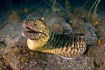 Kidako moray eel (Gymnothorax kidako) on the prowl, a common species in waters around Izu Peninsula, Japan.