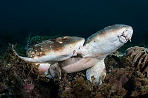 Whitespotted bamboo shark (Chiloscyllium plagiosum) male initiates the courtship process by biting and holding on to the female shark, Kannoura, Shikoku, Kochi-ken, Japan