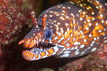 Dragon moray eel (Enchelycore pardalis) living among boulders and rock formations off the east coast of the Izu Peninsula in Japan.