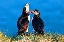 Atlantic puffins (Fratercula arctica) pair socializing late at night, just before the Arctic summer sunset, Iceland, June