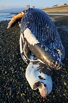 Humpback whale calf (Megaptera novaeangliae) that washed ashore on 3 January 2012 in Odawara, Japan.