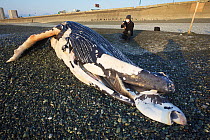 Humpback whale (Megaptera novaeangliae) dead calf that washed ashore on 3 January 2012 in Odawara, Japan.