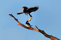 Malabar pied hornbills (Anthracoceros coronatus) pair engaged in an argument, with their beaks locked together and one bird flipping over the other, Yala National Park, Sri Lanka