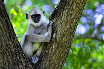 Tufted gray langur (Semnopithecus priam thersites subspecies) sitting in nook f tree, Trincomalee, Sri Lanka, Endangered on the IUCN Red List.