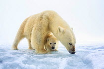 Polar bear (Ursus maritimus) female with a single young cub, only a few months old, northern Svalbard, Norway, June