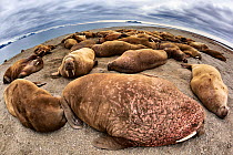 Atlantic walruses (Odobenus rosmarus rosmarus) wide angle view of large colony hauled up on a sandy beach area to rest, Svalbard, Norway, June