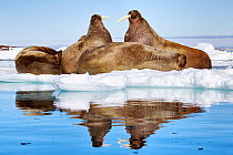 Atlantic walruses (Odobenus rosmarus) resting on ice, with two large individuals facing off just before the one on the right stabbed the other with his tusks, Svalbard, Norway, June