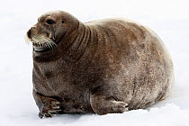 Bearded seal (Erignathus barbatus) resting on ice in Svalbard, Norway, June