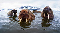 Atlantic walruses (Odobenus rosmarus rosmarus) hanging out in shallow water in Svalbard,, Norway, June