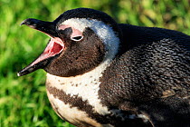 African Jackass penguin (Spheniscus demersus) vocalising, Cape Town, South Africa July, IUCN Endangered