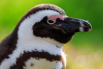 African Jackass penguin (Spheniscus demersus) head portrait, Cape Town, South Africa July, IUCN Endangered