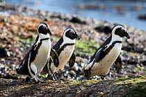 African jackass penguins (Spheniscus demersus) three heading to sea in the early morning to forage for food, Cape Town, South Africa, Endangered IUCN.