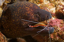 Giant moray eel (Gymnothorax javanicus) being cleaned by Scarlet cleaner shrimp (Lysmata amboinensis) Ambon, Indonesia