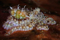 Small octopus (Octopus sp) sitting on orange sponge, demonstrating its ability to create hair-like projections with its skin, Ambon, Indonesia.