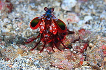 Peacock mantis shrimp (Odontodactylus scyllarus) on sea floor, Ambon, Indonesia