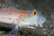 Orange-dashed goby (Valenciennea puellaris) with its mouth open after spitting out a mouthful of sand as it was foraging for food, Ambon, Indonesia