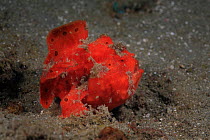 Painted frogfish (Antennarius pictus) walking across the muck on fins, Ambon, Indonesia