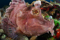 Purple paddle-flap scorpionfish (Rhinopias eschmeyeri)  Ambon, Indonesia