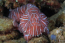 Psychedelic frogfish (Histiophryne psychedelica) in shallow water rubble, Ambon, Indonesia. This fish was described only in 2009, and only a limited number of specimens have been documented.