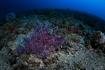 Purple weedy scorpionfish (Rhinopias frondosa) Ambon, Indonesia