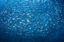 Bigeye scad (Selar crumenophthlamus) huge shoal swimming around the jetty at Air Manis dive site in Ambon, Indonesia