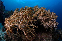 Soft coral on the outer reef of Ambon, Indonesia