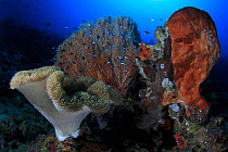 Coral and sponge formation on the outer reef in Ambon, Indonesia