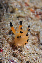 Nudribranch (Thecacera sp) on sea floor, Ambon, Indonesia