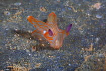 Nudribranch (Thecacera sp) on sea floor, Ambon, Indonesia