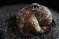 Small veined octopus (Amphioctopus marginatus) making itself round, Ambon, Indonesia