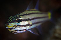 Five-lined cardinalfish (Cheilodipterus quinquelineatus) with mouthful of yellow eggs, Ambon, Indonesia