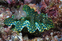 Nudibranch (Ceratosoma sinuatum) on the reef in Ambon, Indonesia