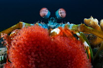 Peacock / Rainbow mantis shrimp (Odontodactylus scyllarus) resting its eggs on the camera lens, Ambon, Indonesia