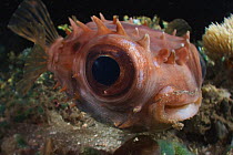 Porcupine pufferfish (Cyclicththus orbicularis) close up portrait, Ambon, Indonesia