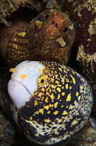 Snowflake moray eel (Echidna nebulosa) and Barredfin moray eel (Gymnothorax zonipectis) sharing a burrow, Ambon, Indonesia